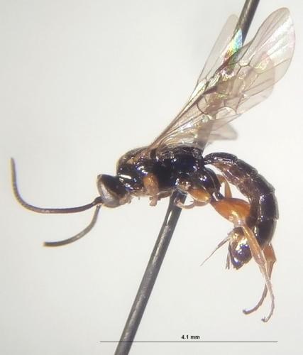 Exochus pictus